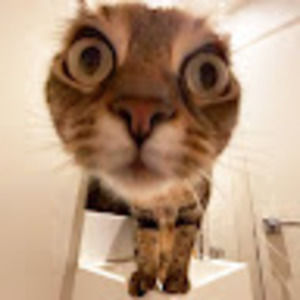 Meet your Posher, Trinity